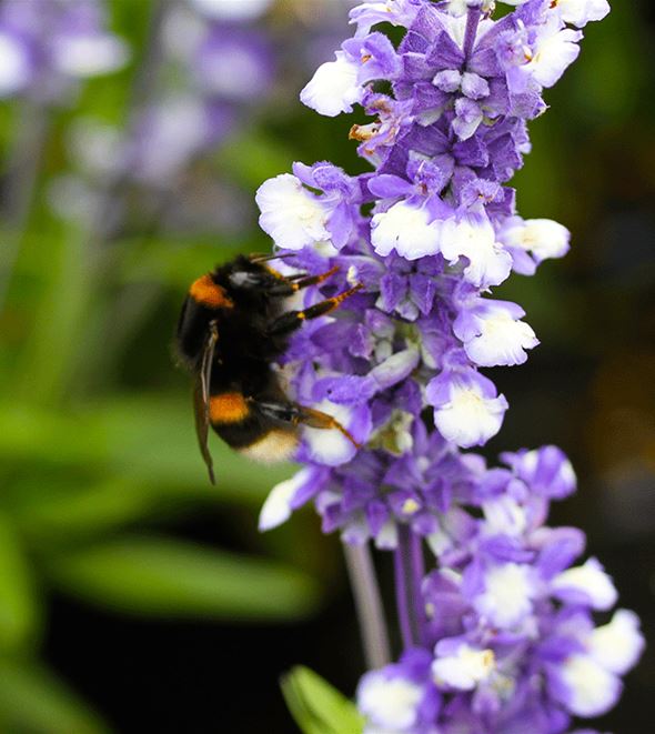 Bienenmagnet_Balkonsalbei.gif