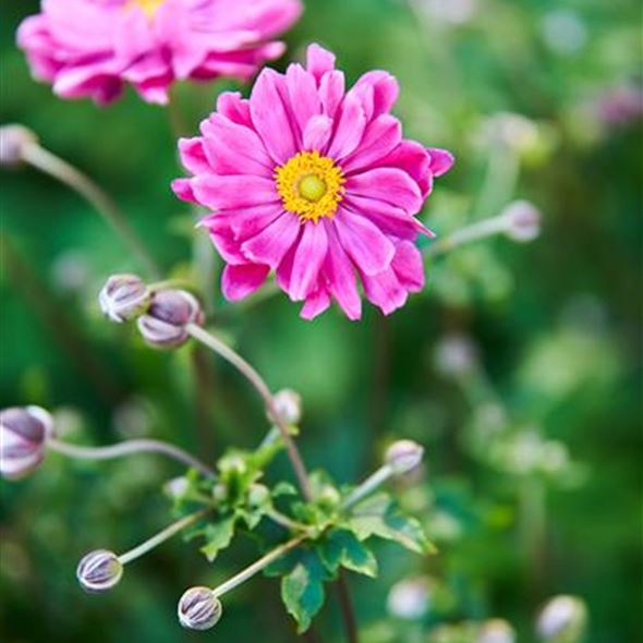 Herbst-Anemonen.jpg