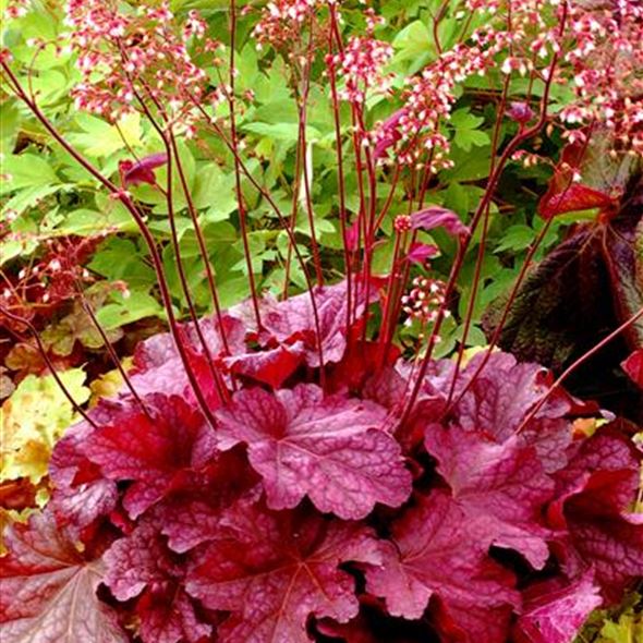 Heuchera_pflanzen.jpg