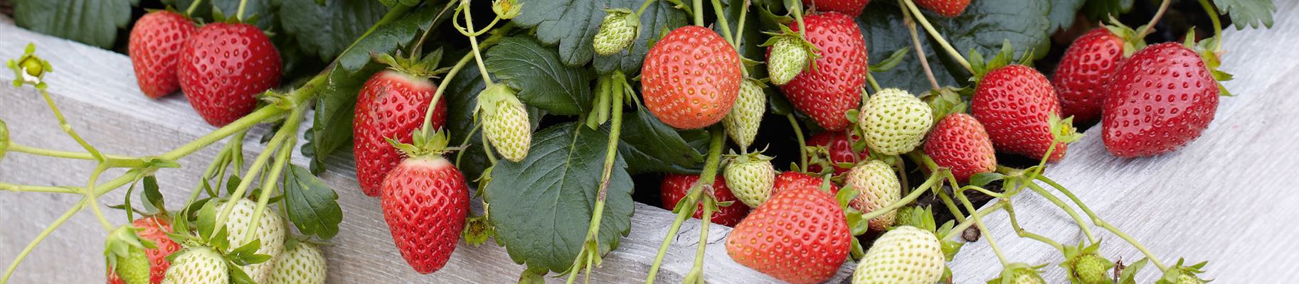 Garten Mischkultur Erdbeeren Hochbeet.jpg