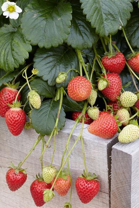 Garten Mischkultur Erdbeeren Hochbeet.jpg