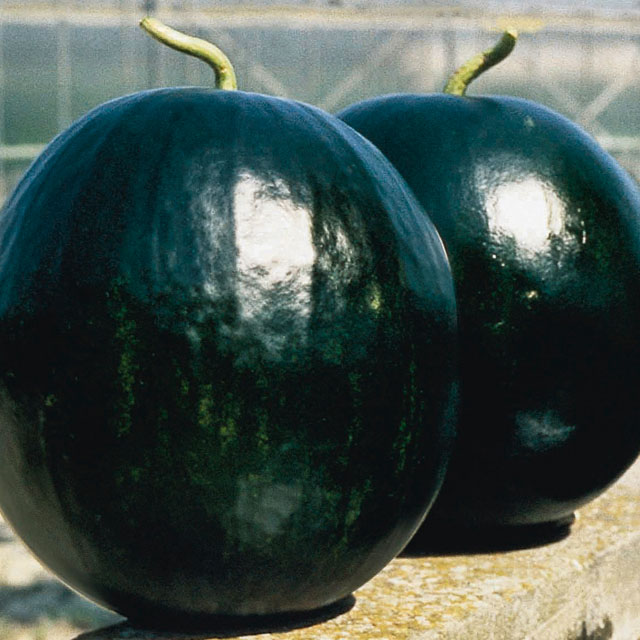 Mini-Wassermelone Sugar Baby 'Fabiola'.jpg