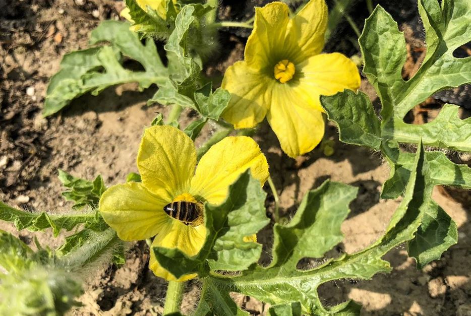 Blüten der Melonenpflanze.jpg