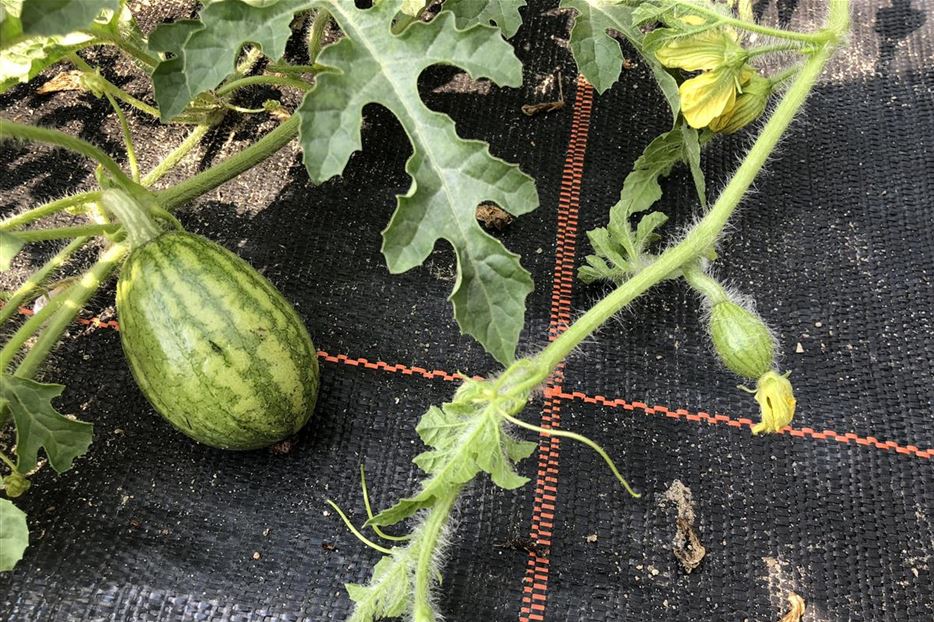 Melone_verwelkte Blüte mit Fruchtknoten.jpg