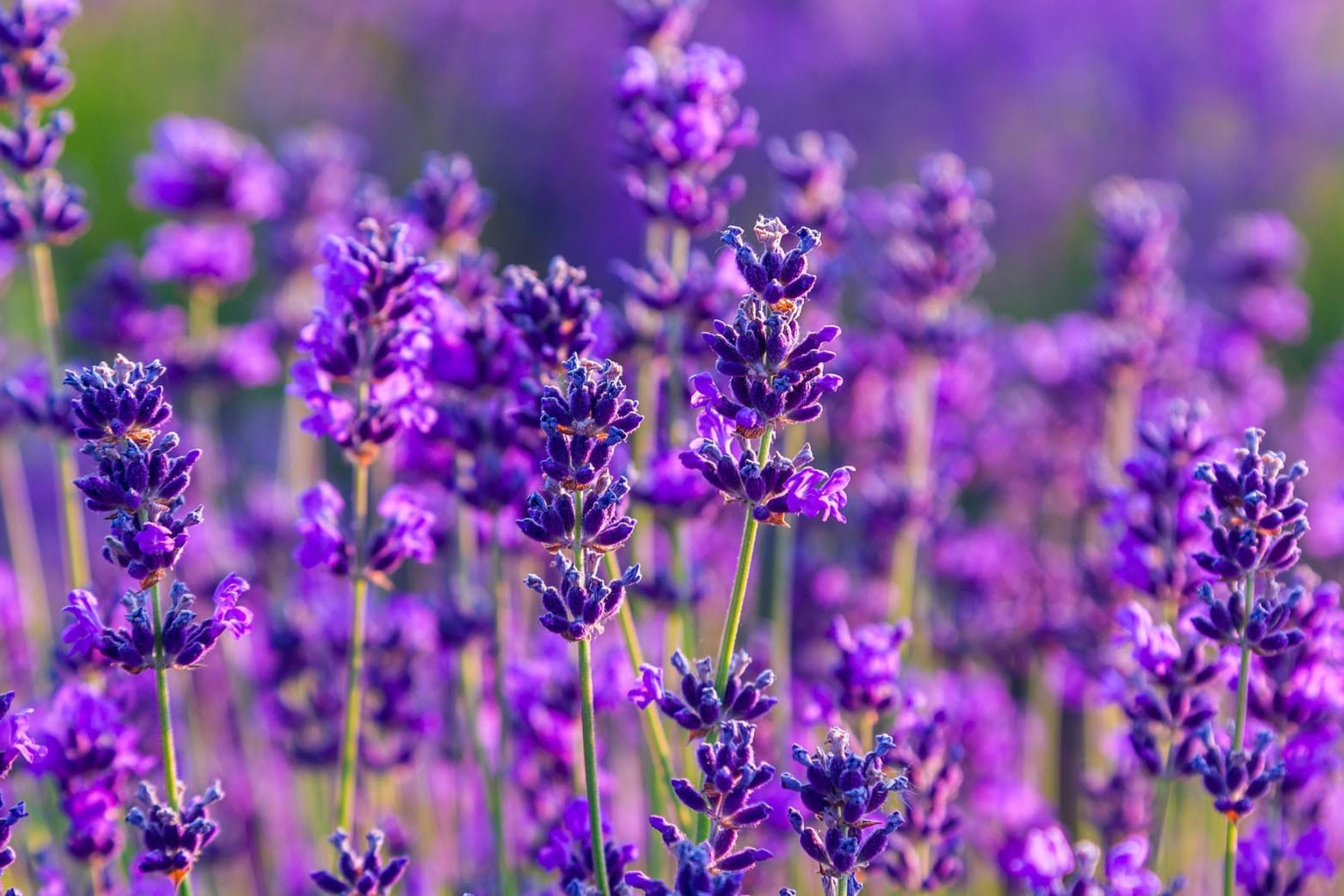 Stauden-Lavendel Hidcote Blue.jpg