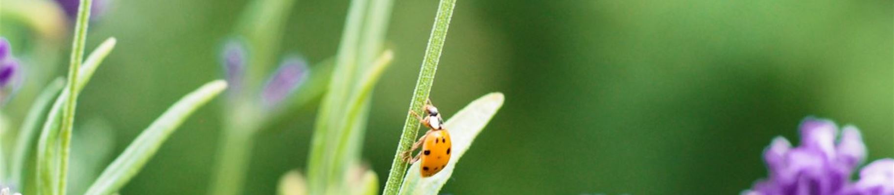 Marienkäfer-Lavendel4-1170x780.jpg