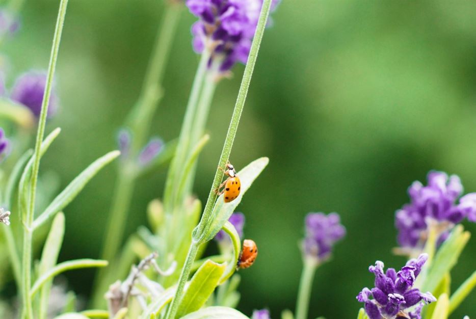 Marienkäfer-Lavendel4-1170x780.jpg