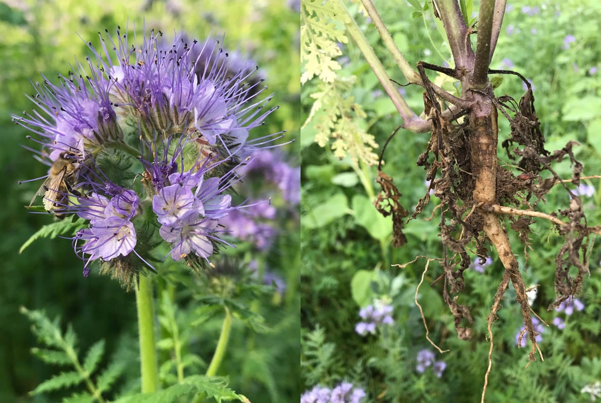 3-Phacelia.jpg