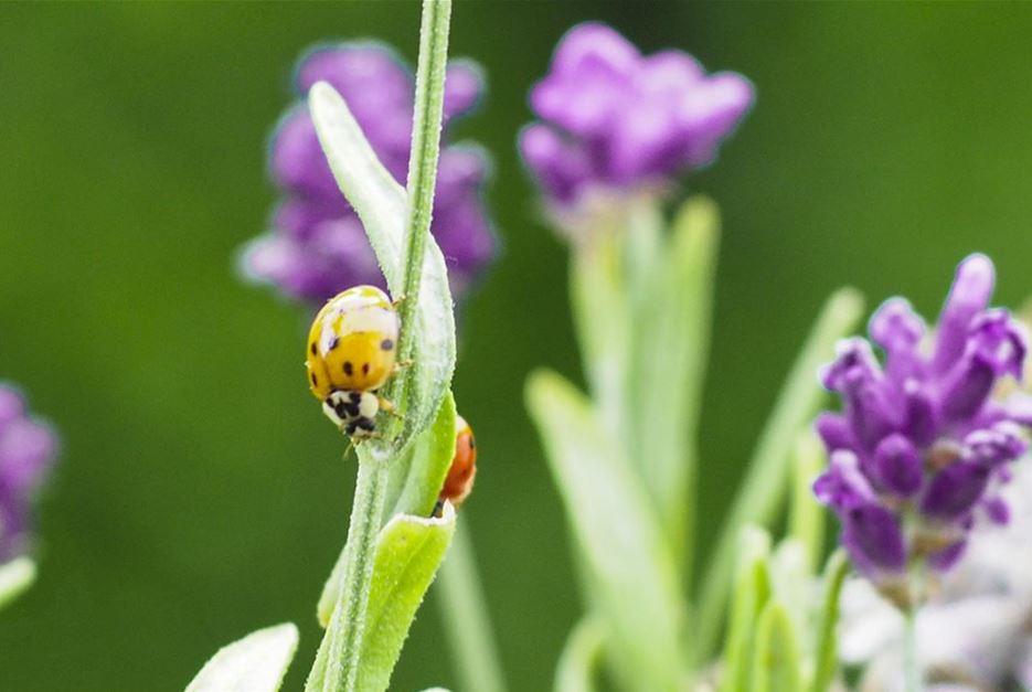 Marienkäfer auf Lavendel 2.jpg