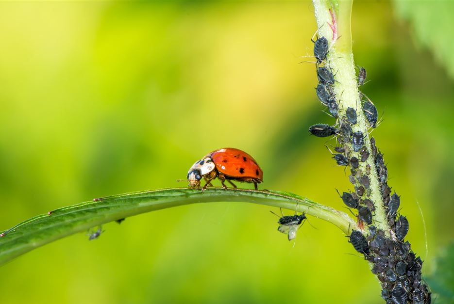 blattlaus marienkäfer - Fotolia.jpg