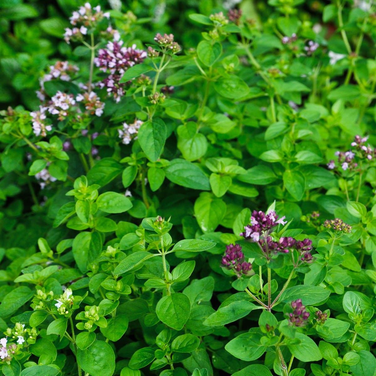 kraueter-oregano-echteroregano-aromata-pflanzen-volmary-01.jpg