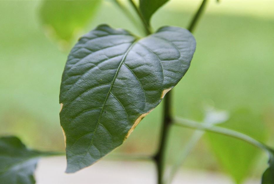 Sonnenbrand an Paprika.jpg