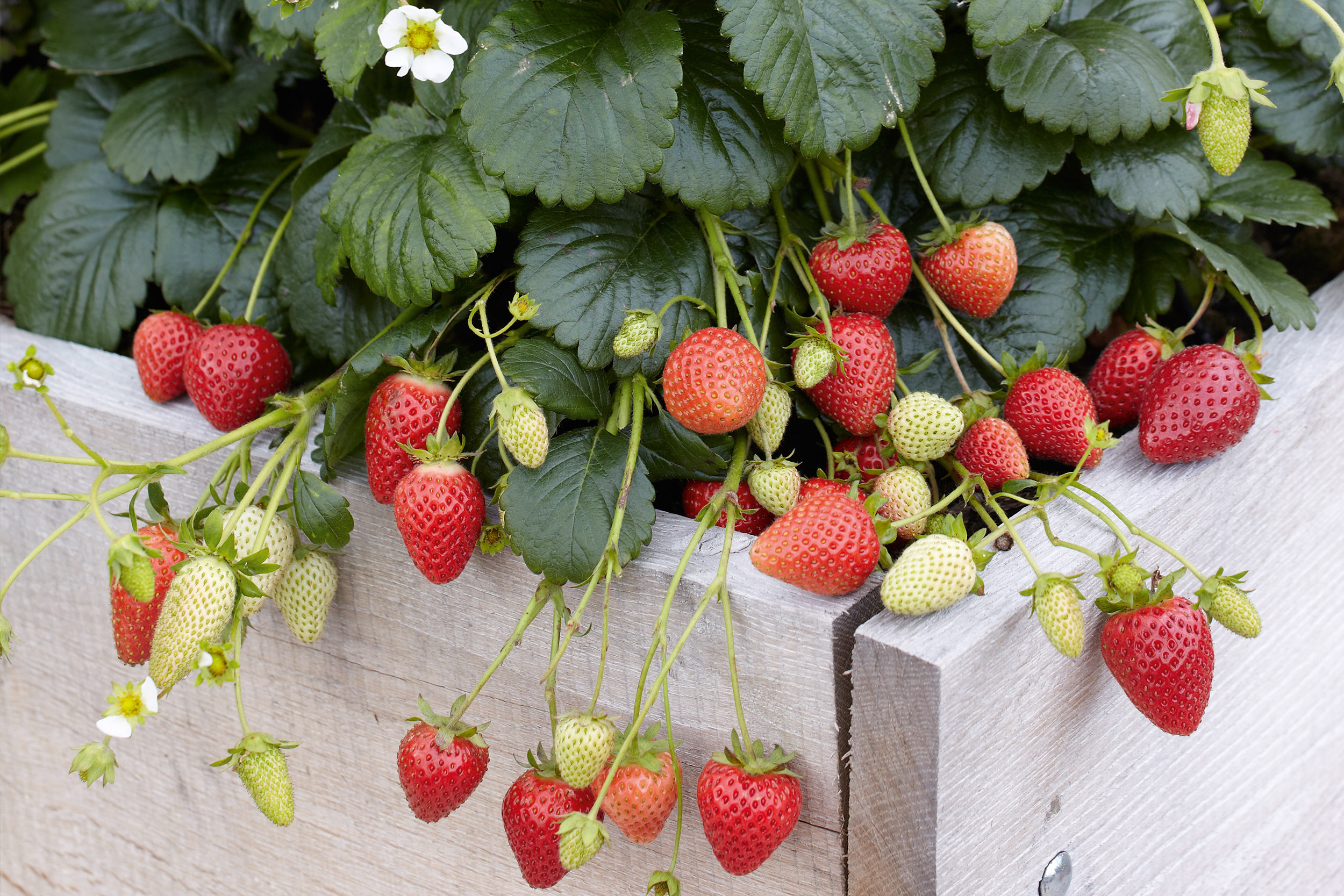 Garten Mischkultur Erdbeeren Hochbeet.jpg