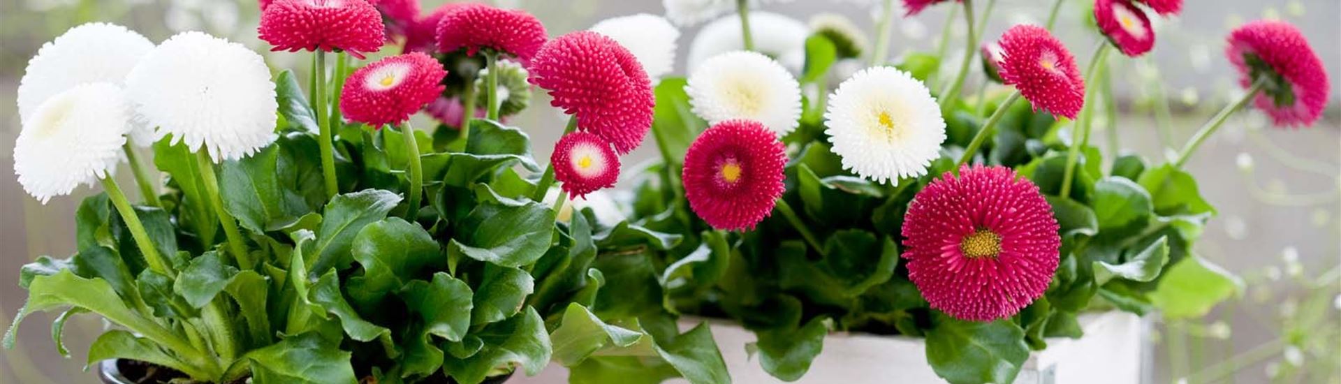 gaensebluemchen-volmary-bellis.jpg