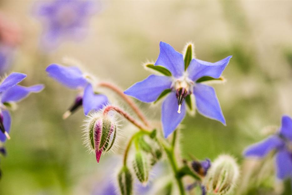 Kräuterblüten-Borretsch-3-1170x780.jpg