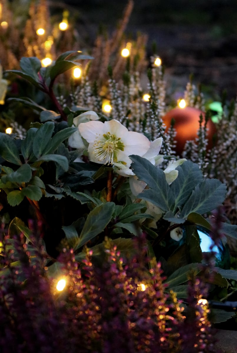 Herbst-und-Winterbeet-Weihnachten.jpg