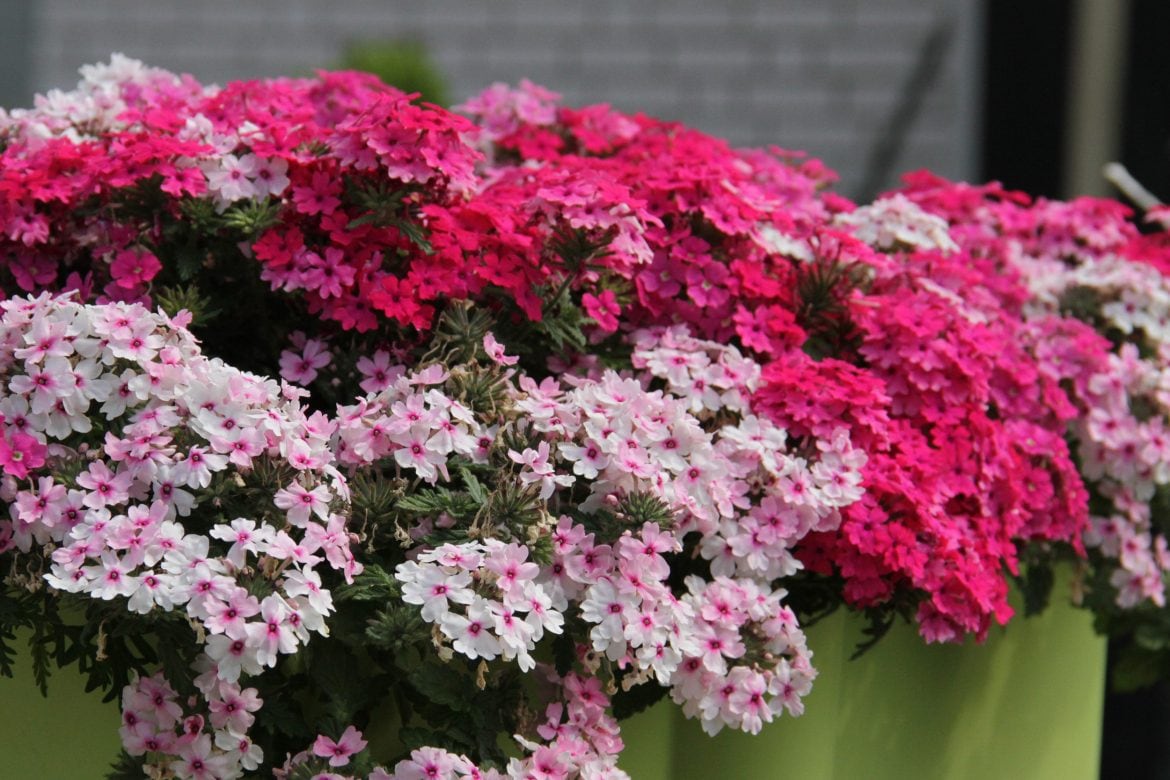 Verbena-x-peruviana-Vectura-Trio-Pink-Rose-Soft-Pink-Eye-1170x780.jpg