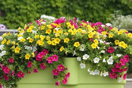 Calibrachoa-cultivars-Calita-Compact-Trio-Gold-Rose-White-1170x780.jpg