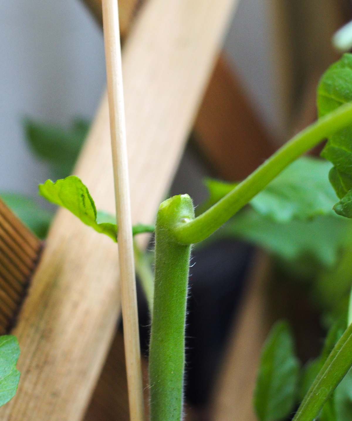 Abgebrochene Tomate.jpg