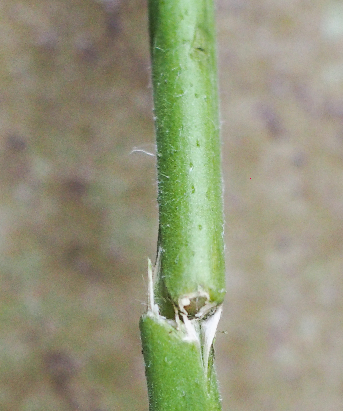 Abgebrochene Tomate Haupttrieb.jpg