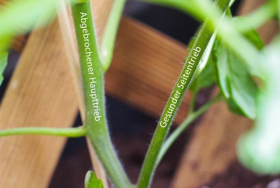 Abgebrochene Tomate mit Beschriftung.jpg