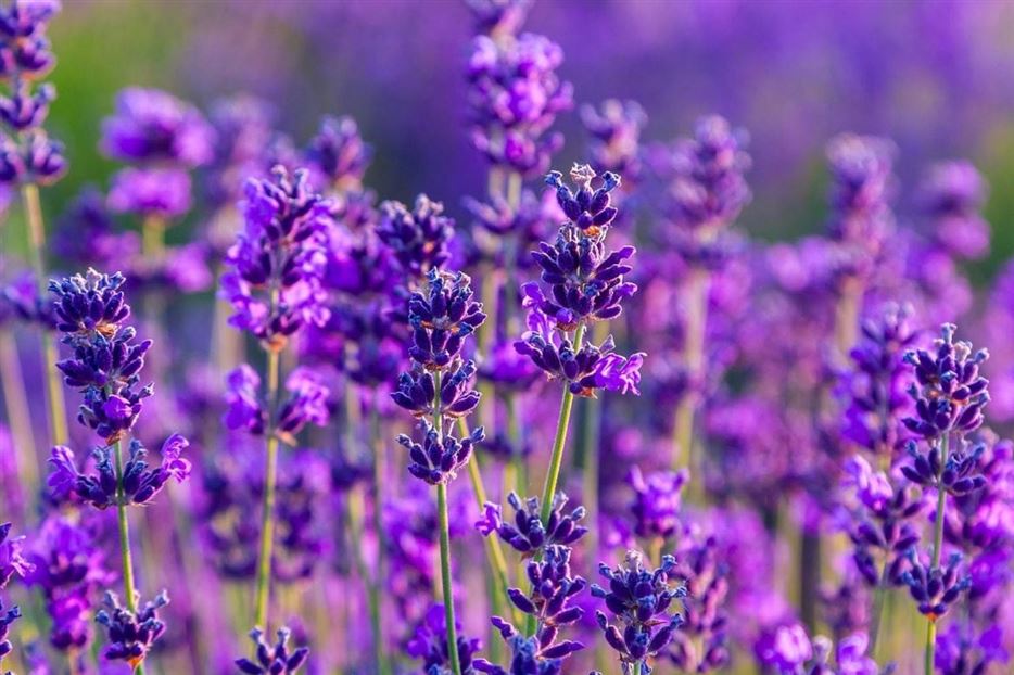 Stauden-Lavendel-Hidcote-Blue-1170x780.jpg