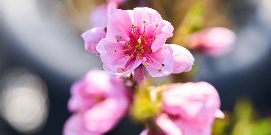 pfirsich-blüte-barbara-tag.jpg