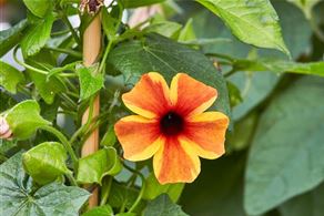 Blumen Trends Neuheiten 2020 Thunbergia Sunny Susy Amber Stripes.jpg