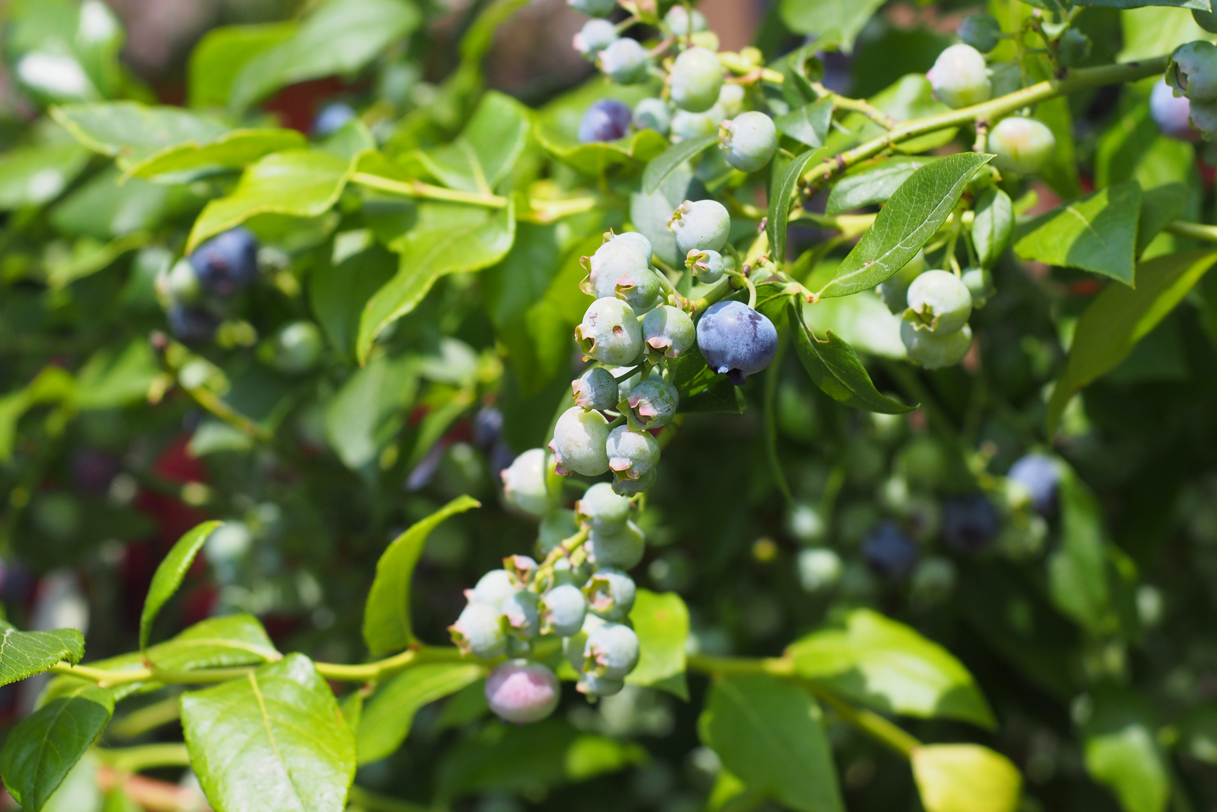 heidelbeeren 2.jpg