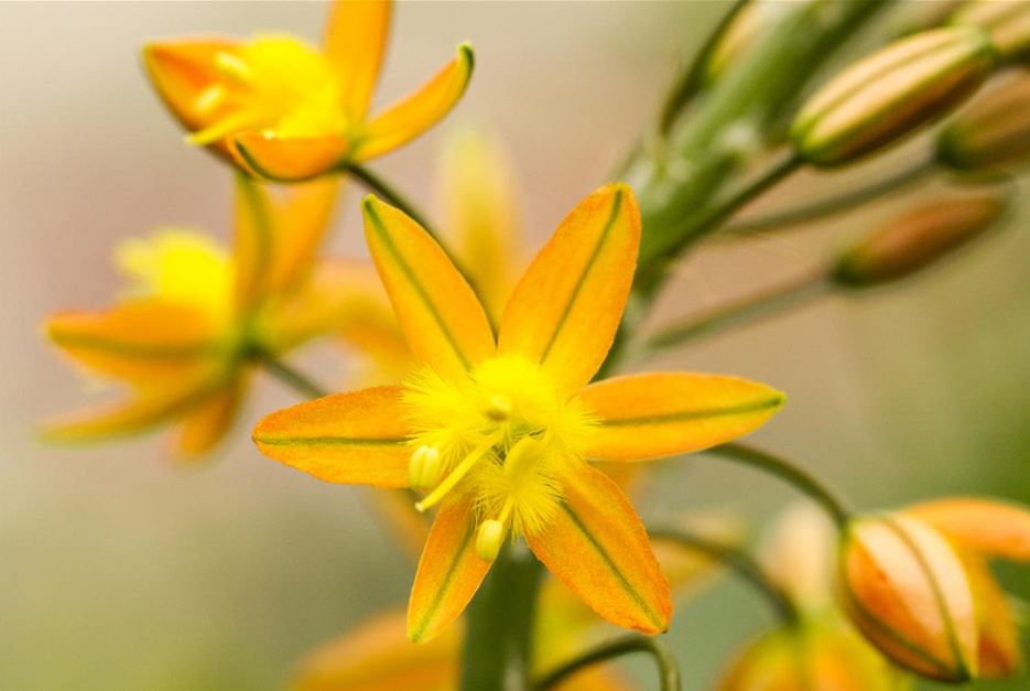 Kräuterblüten Katzenschwanzpflanze 2.jpg