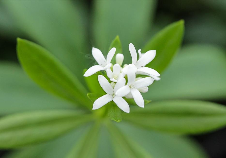 Kräuterblüten Waldmeister.jpg