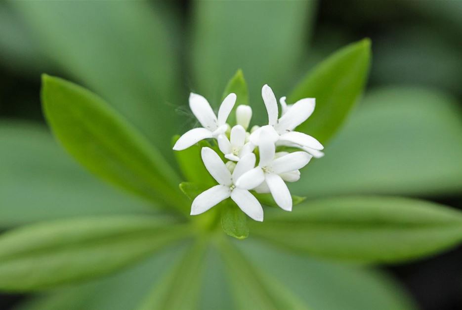 Kräuterblüten Waldmeister.jpg