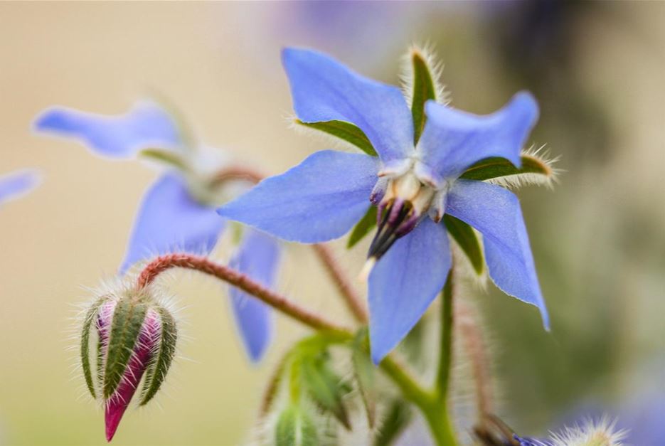 Kräuterblüten Borretsch 7.jpg