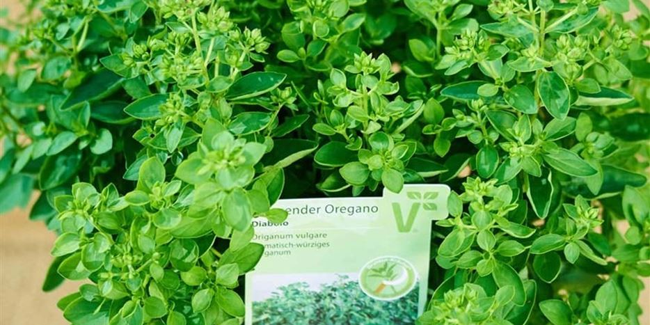 Oregano.jpg