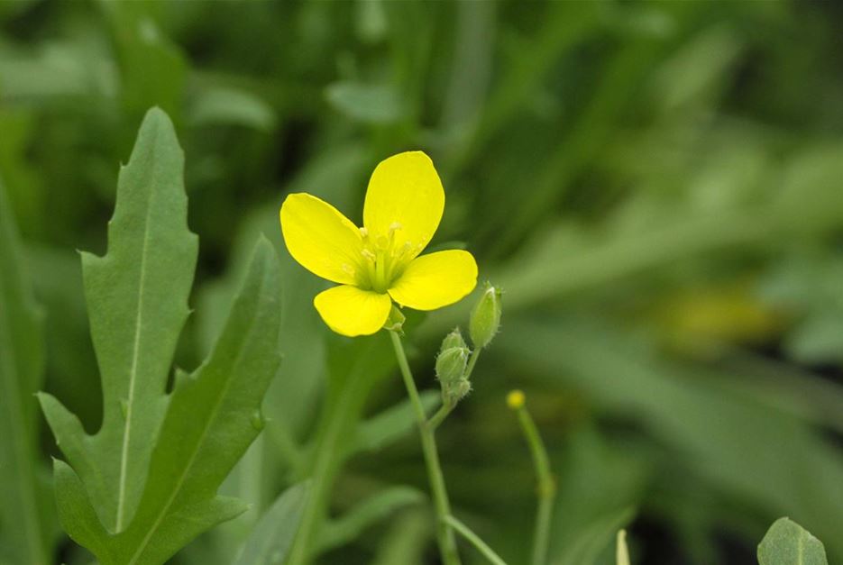 Kräuterblüten Rucula.jpg