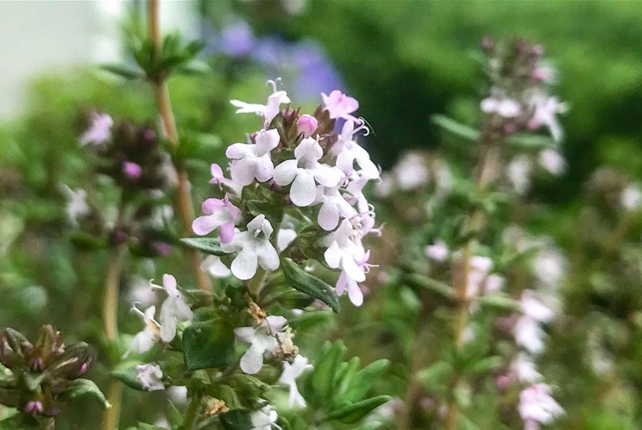 Kräuterblüten Thymian.jpg