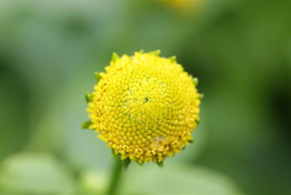 Kräuterblüten-Parakresse-768x512.jpg