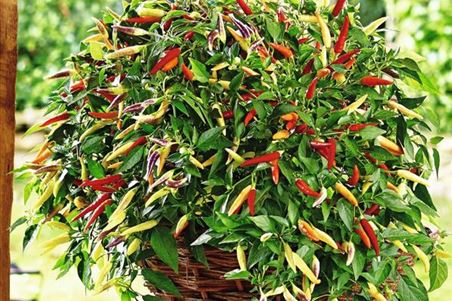 gemuese-paprika-roter-ha_nge-chili-volante-hotred-pflanzen-volmary-01.jpg