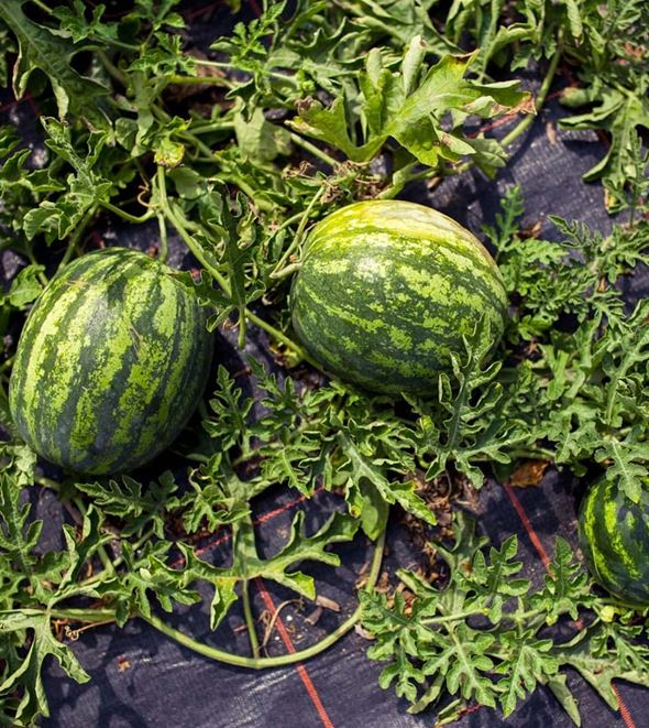 Mini-love-saatgut-mini-wassermelone.jpg