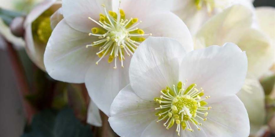 helleborus-christrose-wintersun-volmary.jpg