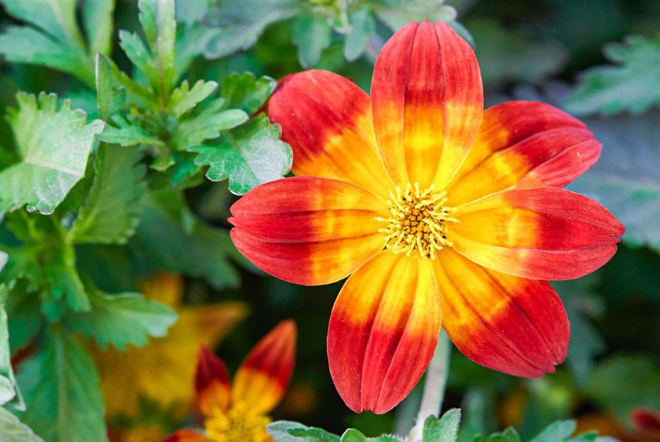 Blumen Trends Neuheiten 2020 Bidens Taka Tuka Red Glow.jpg