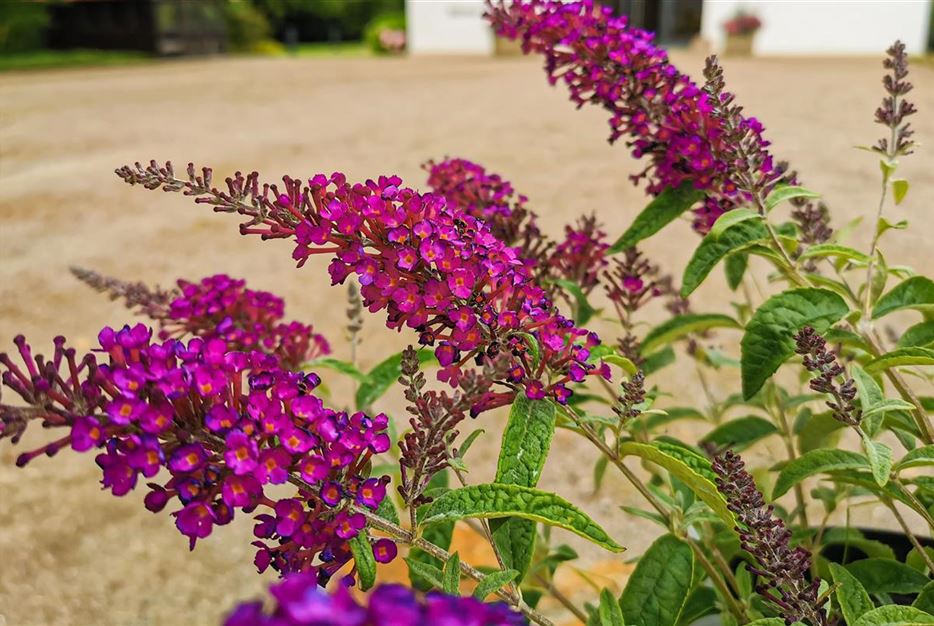 Blumen Trends Neuheiten 2020 Schmetterlingsstrauch Summer Bird Magenta.jpg