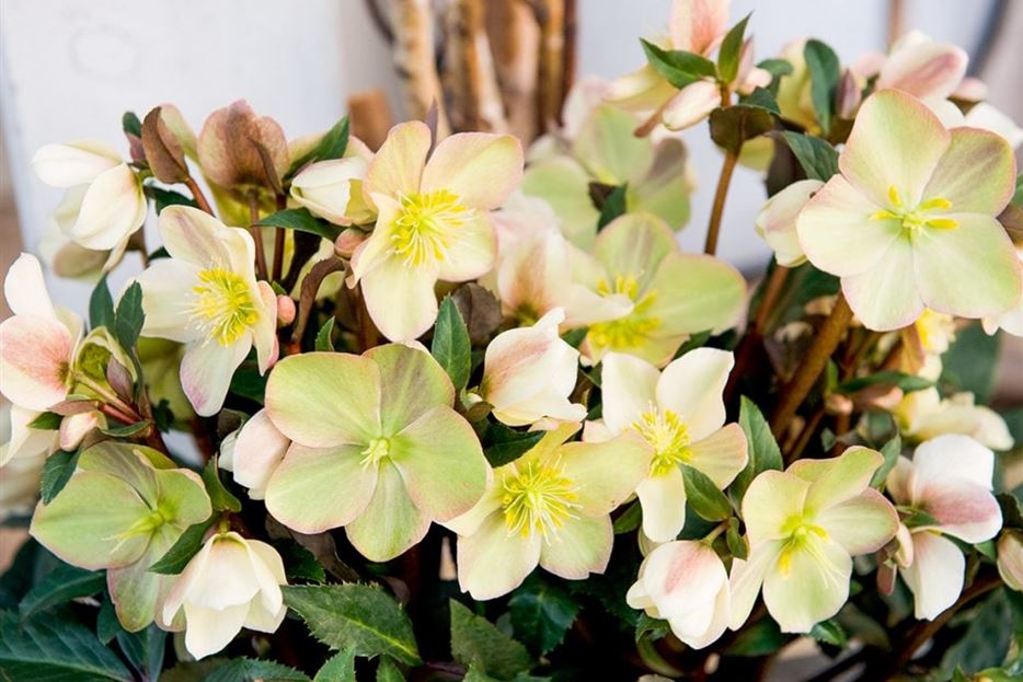 schneerose-helleborus-1024x687.jpg