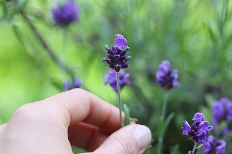 Lavendel-pflücken.jpg