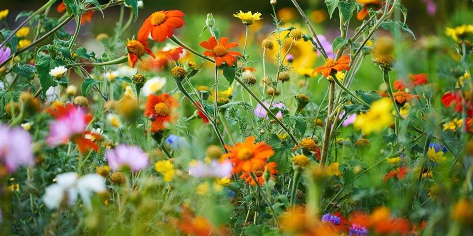 Blumenwiese-1024x683.jpg