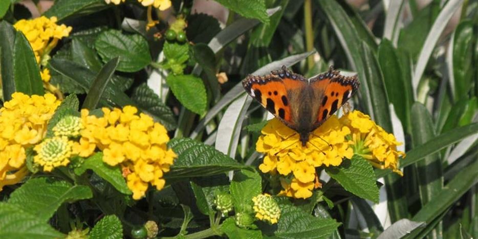 WandelroeschenSchmetterling.jpg