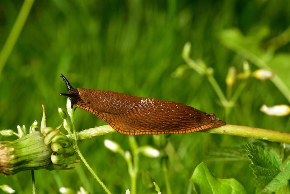 Shutterstock-nacktschnecke-geografica-1170x780.jpg