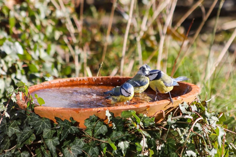 Trinkschale-Vögel-Christine-Kuchem-1170x780.jpg