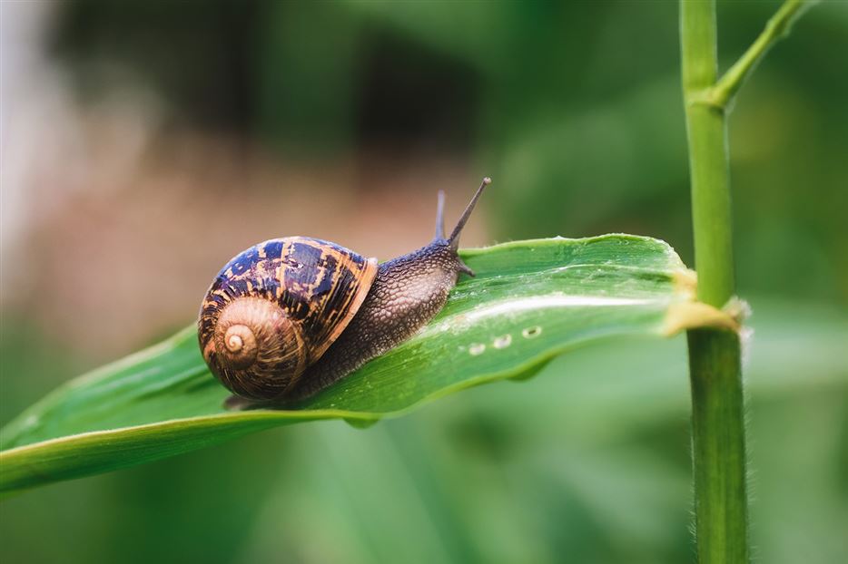 shutterstock_1470829709_Schnecke-von-Anna-Maria-Vittoria-bearbeitet.jpg