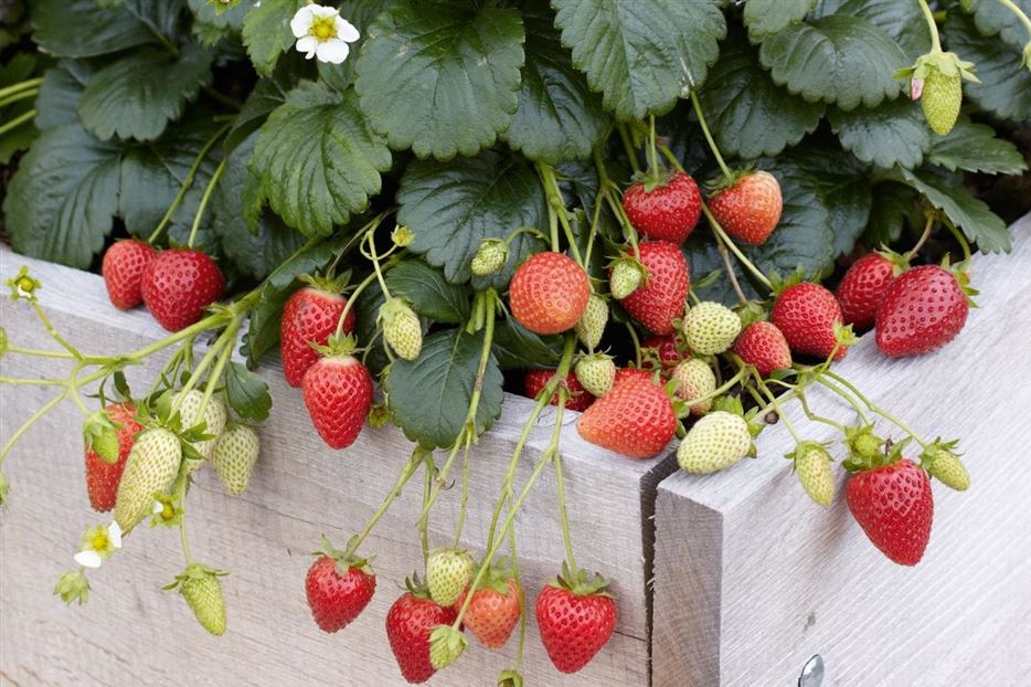 Garten-Mischkultur-Erdbeeren-Hochbeet-1170x780.jpg